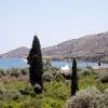 LEMON FOREST (GROVE) in GALATAS, TRIZINIA, PELOPONESE opposite POROS